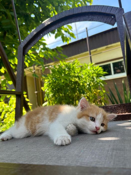 Котенок. Добрый.