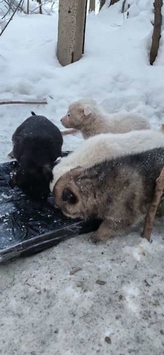 Щенки нуждаются в доме