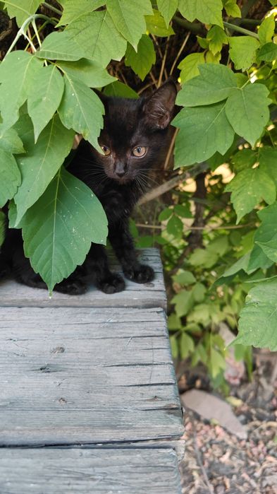 Котенок бесплатно
