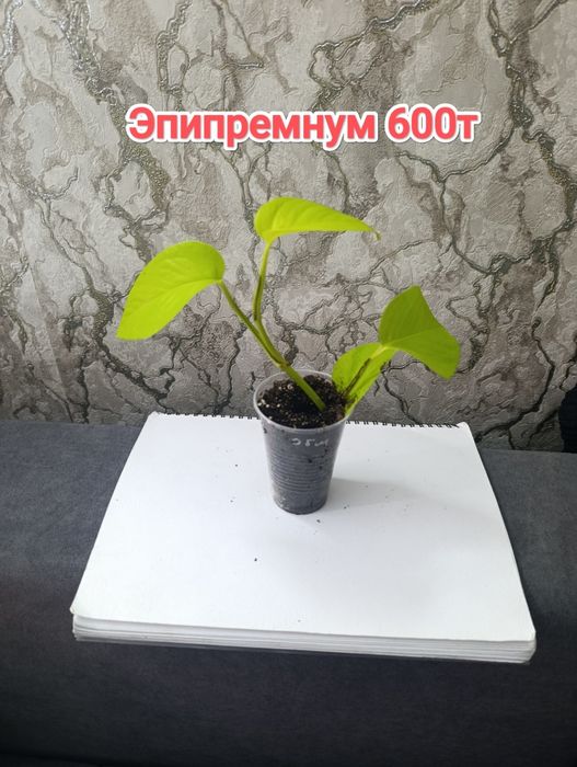 Комнатные растения