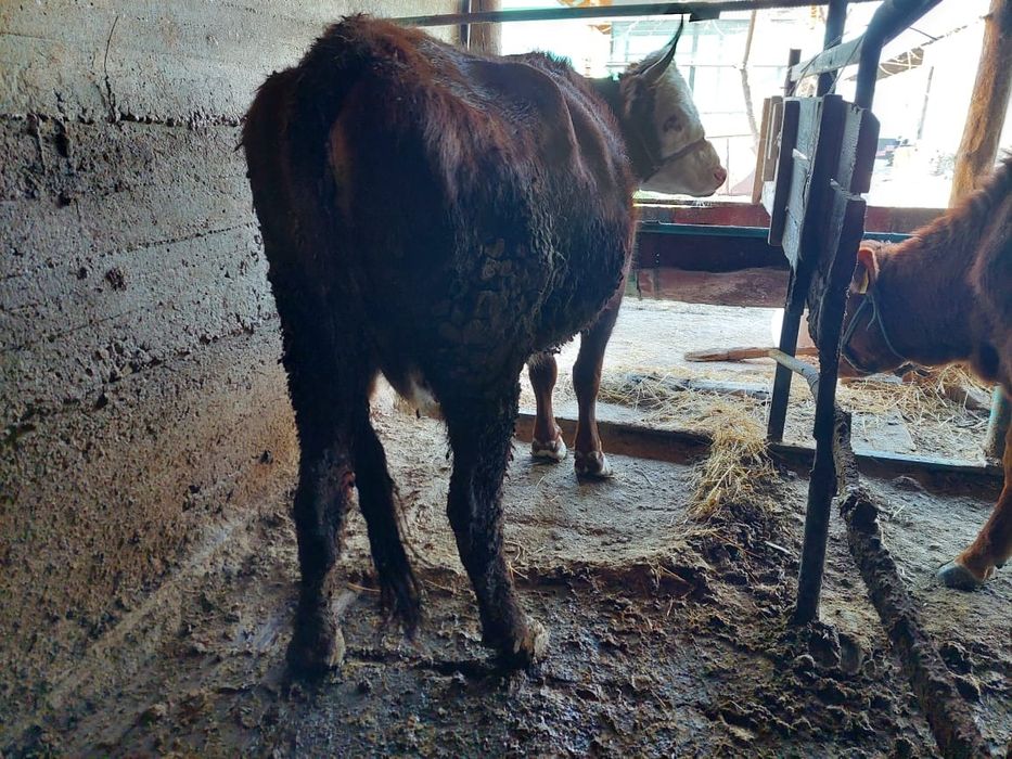 Семіз сиырлар жане таналар