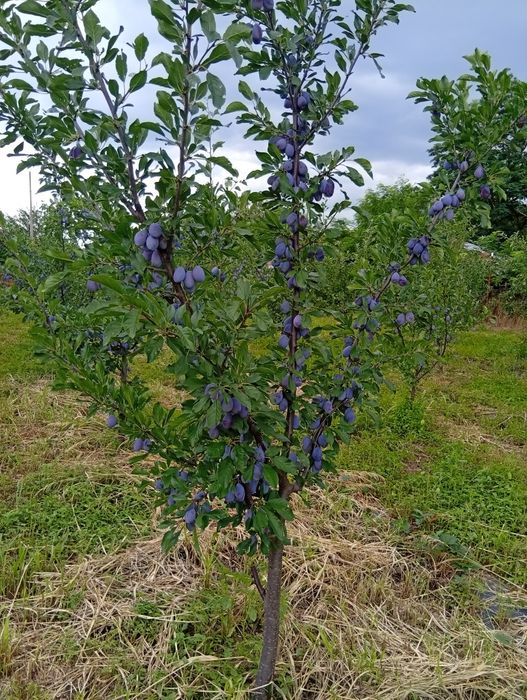 Vînd prune de masa