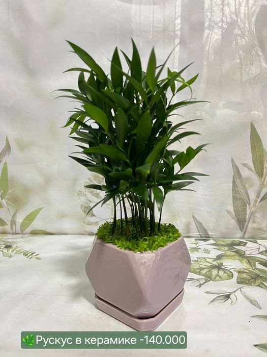 Эпипремнум золотистый,