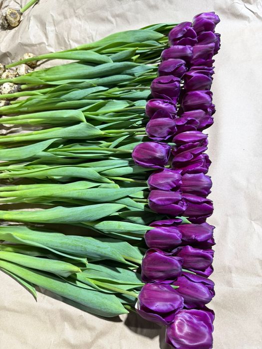 Итальянская тюльпан