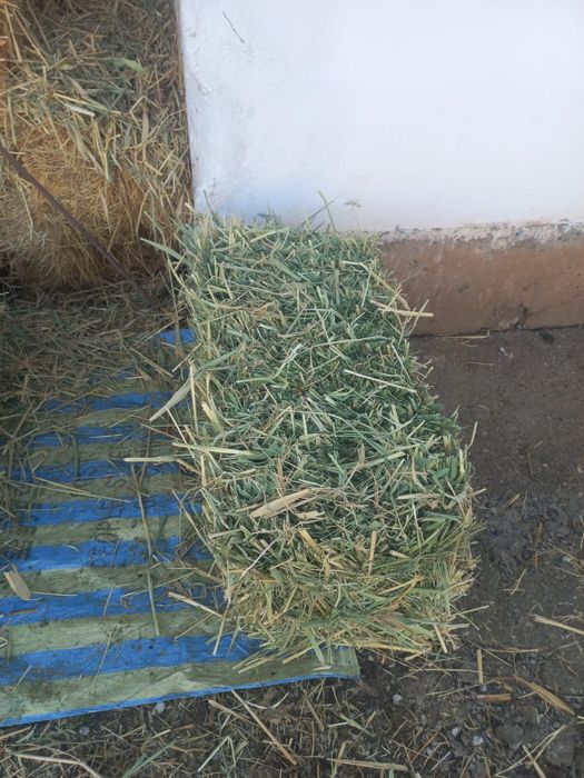 Пресс шөп сатылады.