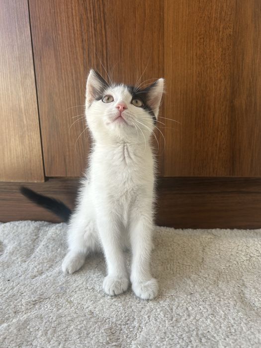 продам котенка срочно!