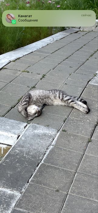 Котик в добрые руки