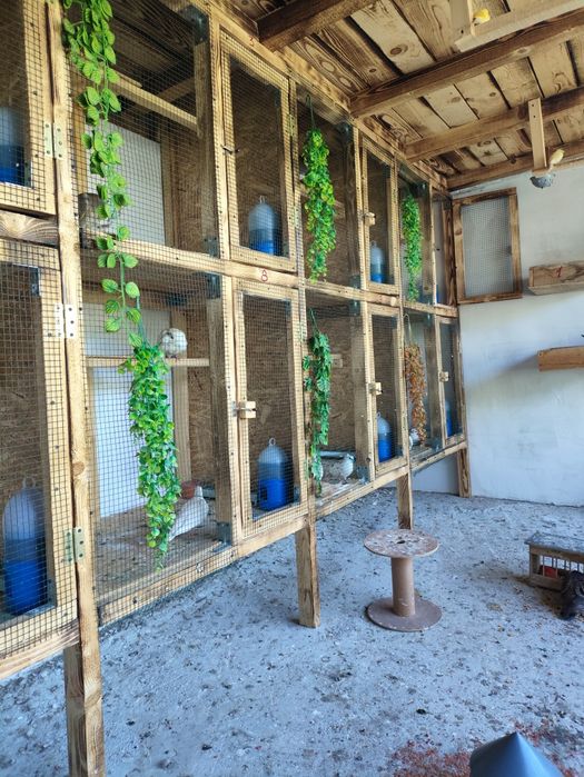 Turturele răzătoare / cucuruzi