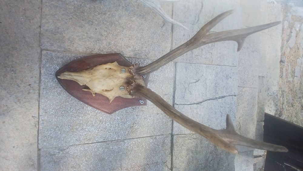 Еленски рога истински