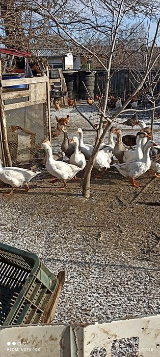 Gâște  Crețe, coloss și Toulouse din 2025  iunie