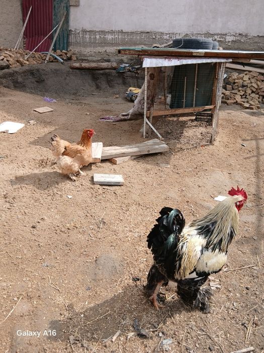 Brama tovuq tuxumi sotiladi