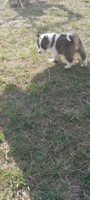 В продаже щенки лайки