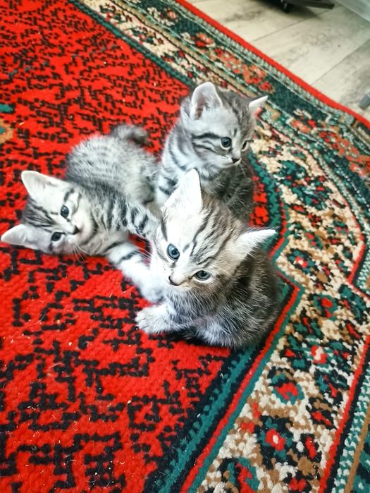 Отдам красивых котят