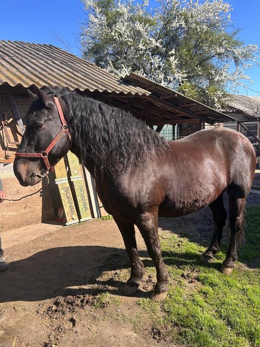 Armăsar semi-greu, 11 ani, îngrijit si vaccinat