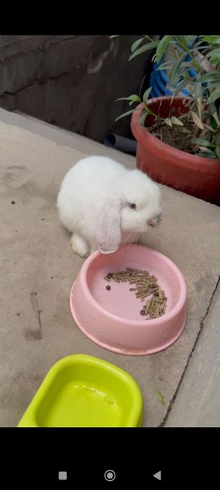 Quyon dekarativniy
