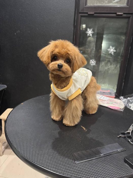 Продается мальтипу