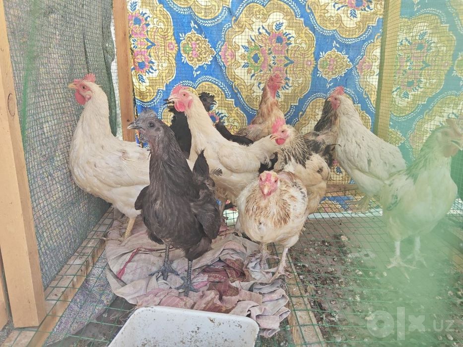 Faqat bugun Tovuqlar sotiladi