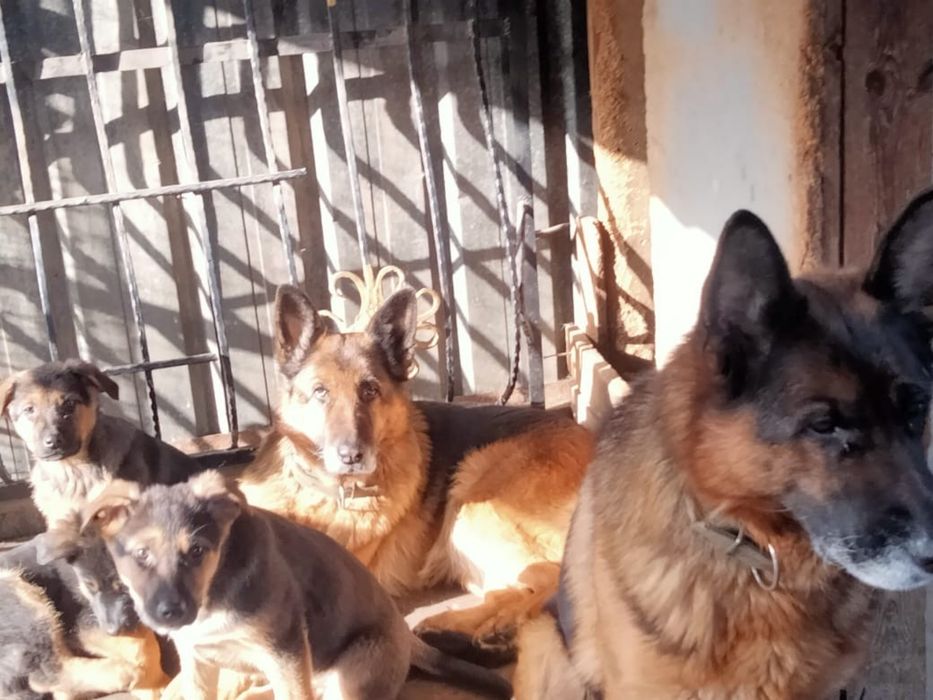 Продам щенки немецкой овчарки