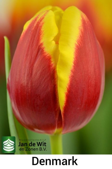 Тюльпаны тепличные