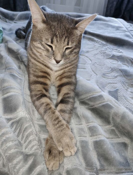 Отдам кота в добрые руки