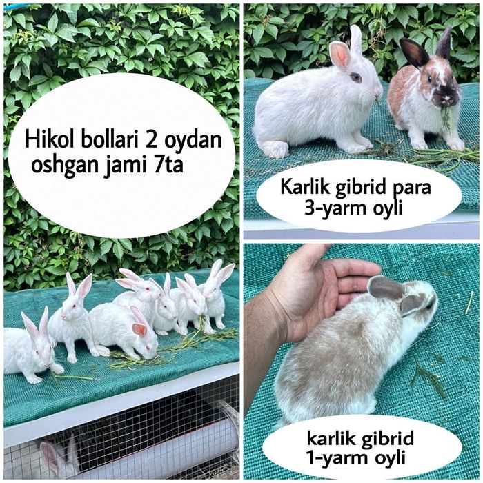 Quyon bolalari Hikol Karlik