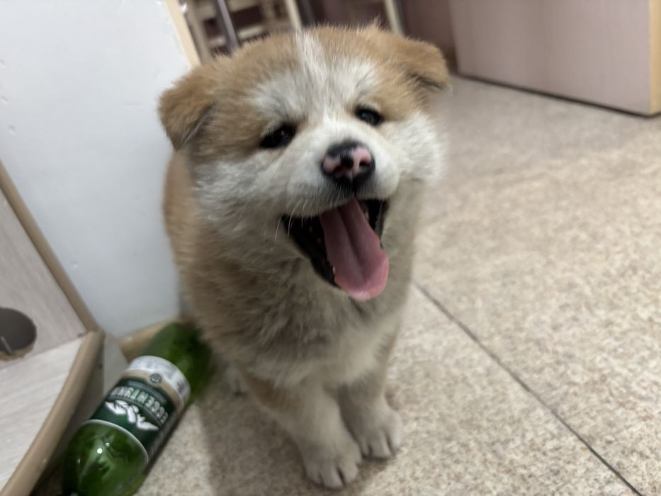 Японской Акита Ину Девочка Хатико