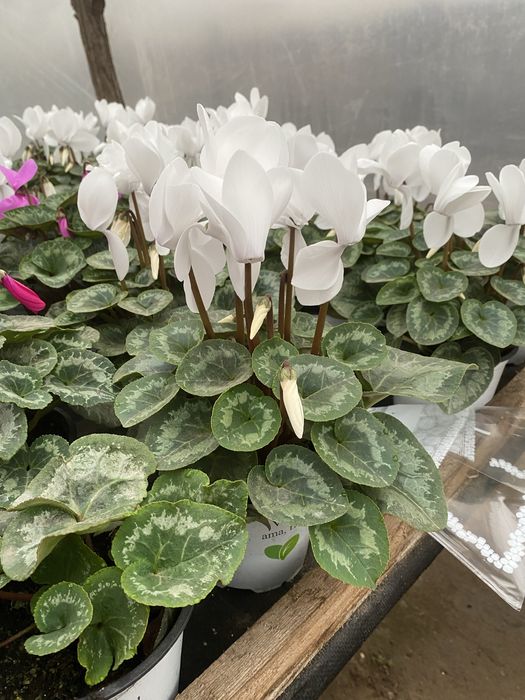 Vand ciclamen 15 lei