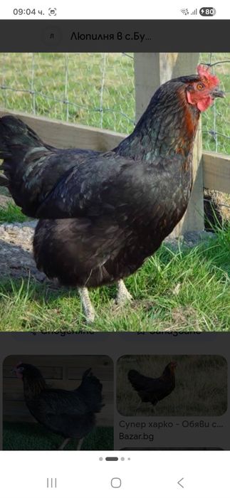 Пилета за кокошки