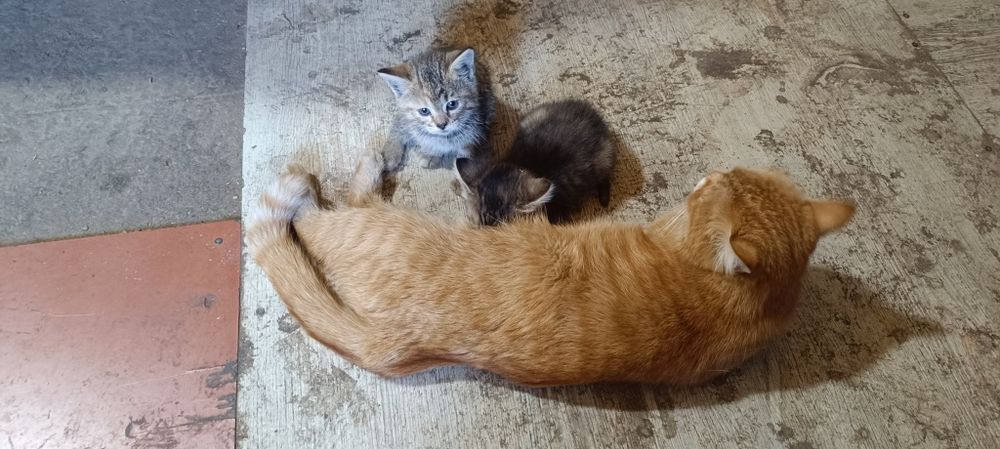 Котята в хорошие руки