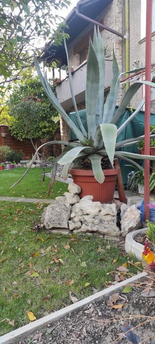 Столетник Агаве Алое