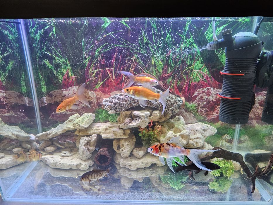 Продаются кометы,молинезия