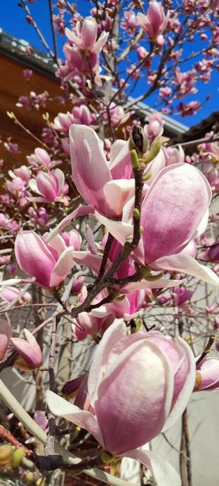 Магнолия Суланджа - декоротивное дерево