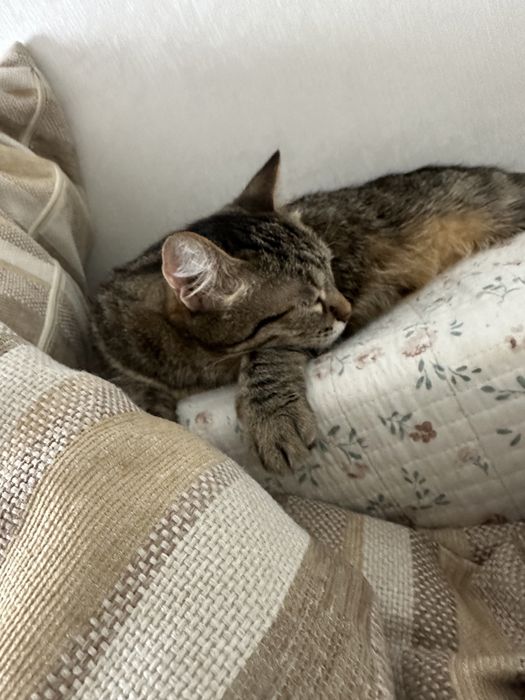 Отдам кошечку в добрый руки