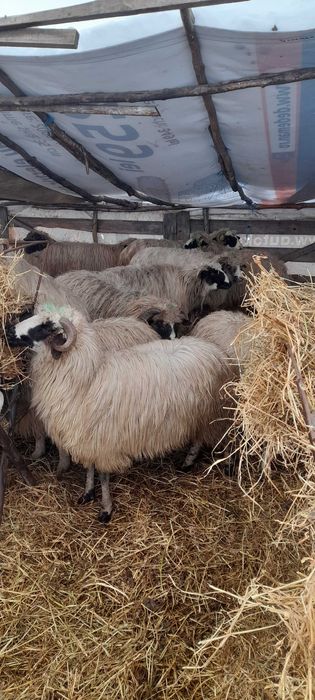 Oi de vanzare!!!