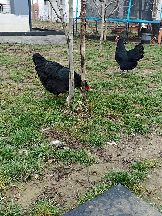 Vand gaini australorp negru