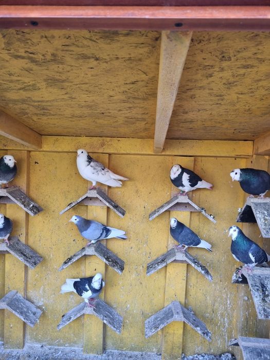 Porumbei birmigham rolleri