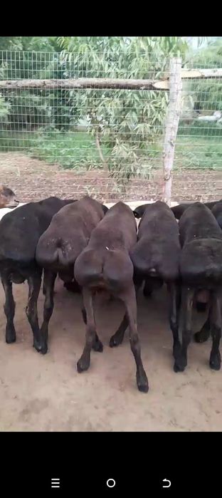 Qoʻzi  Qoʻchqorla  zoʻrlari bizda