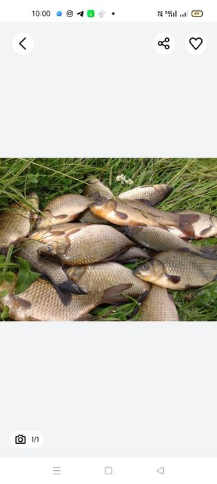 Свежая рыба и морепродукты