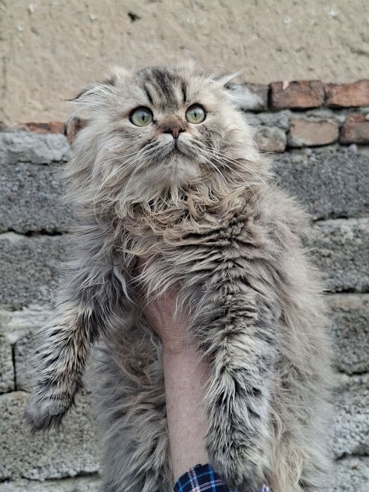 Продам хайленд фолд мальчик