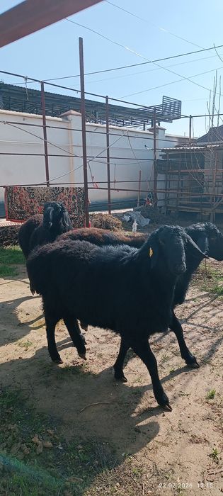 Кошкарлар сатылады