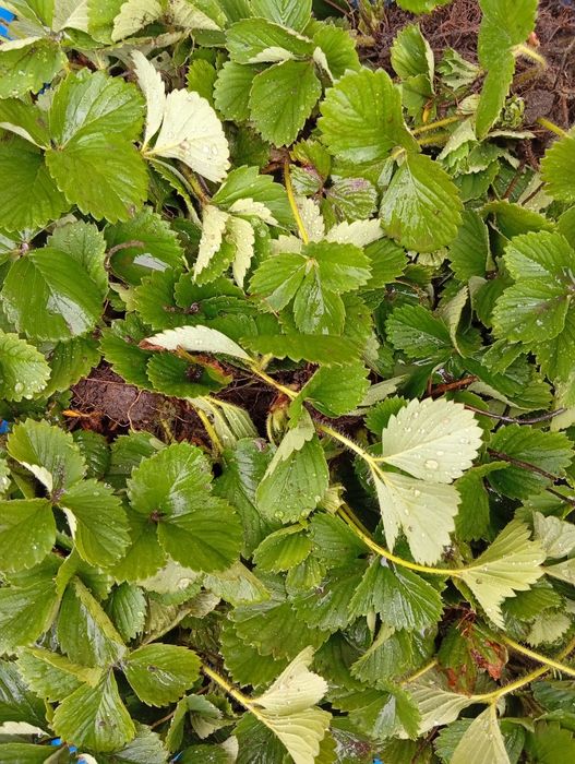 Клубника Зенга 1 куст 200 тг