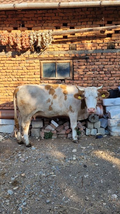 Vaca tanara gestanta
