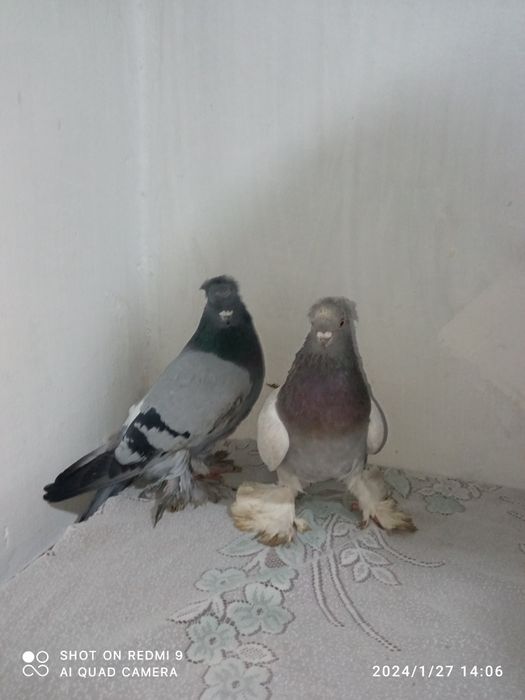 Kaptarlar sotiladi 500ming keliwamz