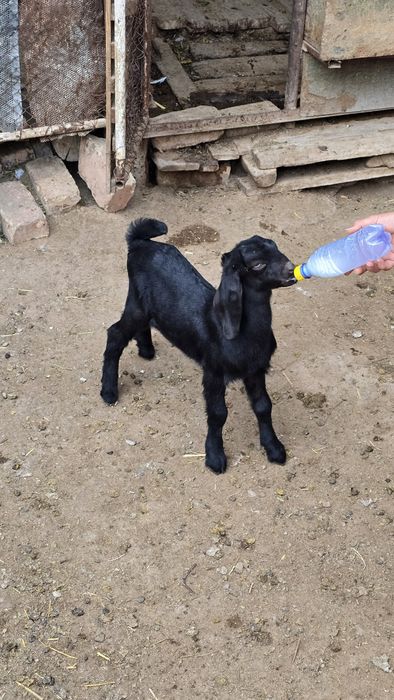 Нуб еркек лақтар сатылады