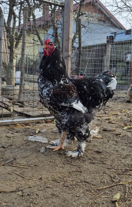 Vand/Schimb Cocos brahma  porțelan