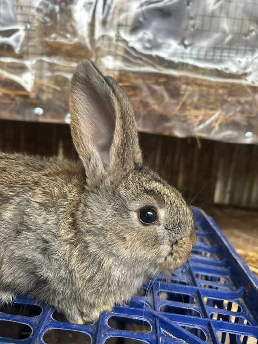 Продам крольчат Фландр.