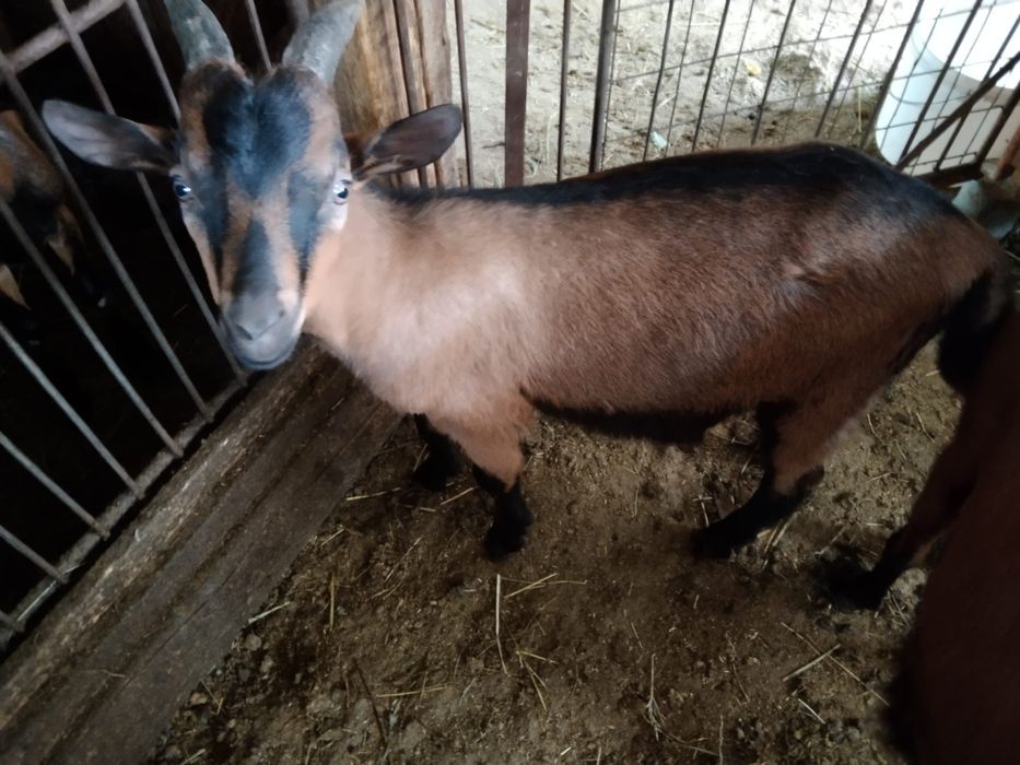 Țap alpină franceză