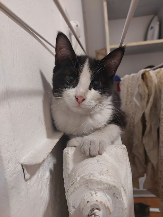 Отдам котят бесплатно