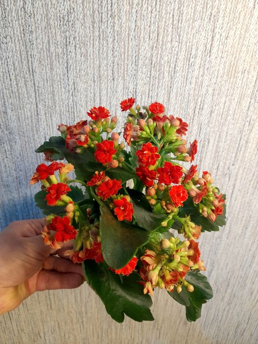 Гузмания,Каланхоэ махровый