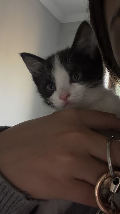 Котенок в добрые руки